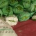 尖椒15~20厘米黄中辣