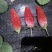 甜查理草莓苗10~20cm