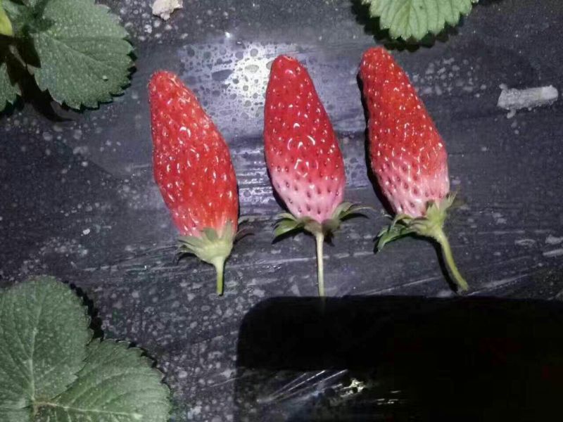 甜查理草莓苗10~20cm