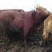 鲁西黄牛犊100~200kg