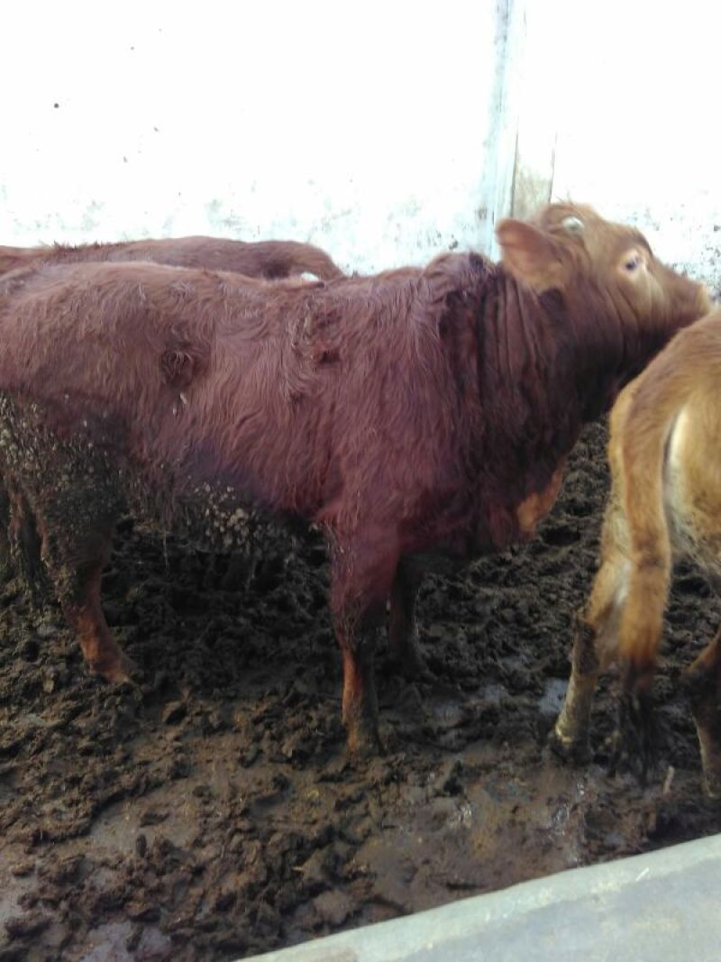 鲁西黄牛犊100~200kg