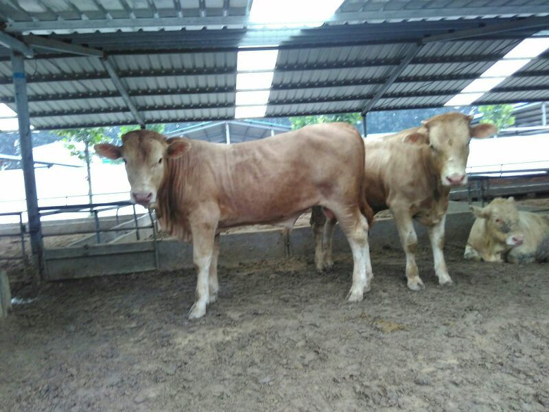 鲁西黄牛犊100~200kg