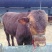 利木赞牛犊100~200kg