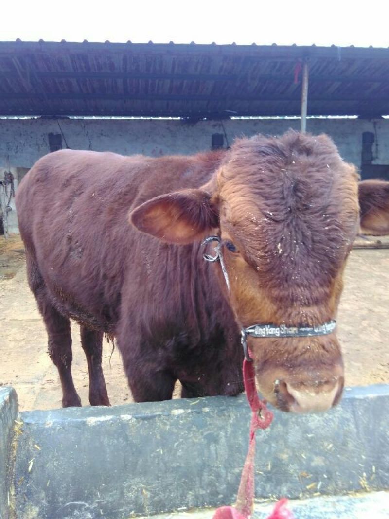 利木赞牛犊100~200kg