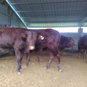 利木赞牛犊100~200kg