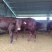 利木赞牛犊100~200kg
