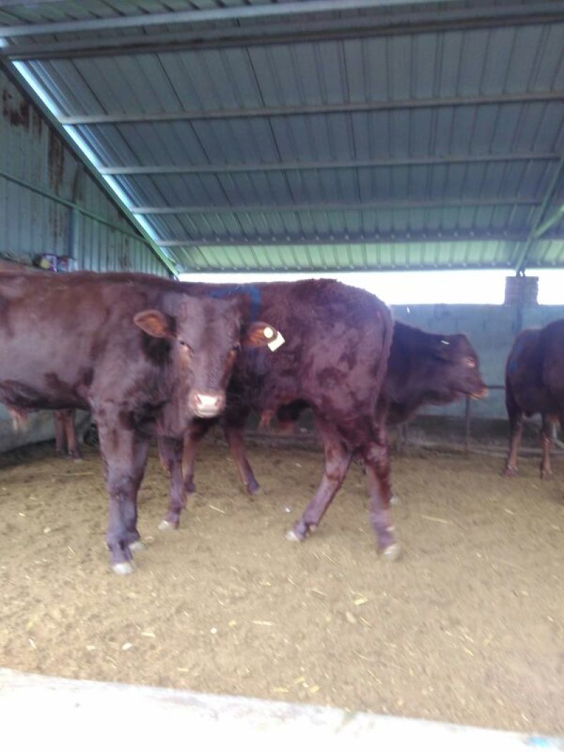 利木赞牛犊100~200kg