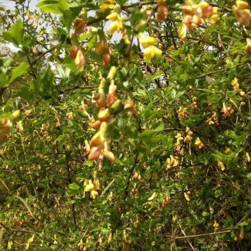 野生藤茶