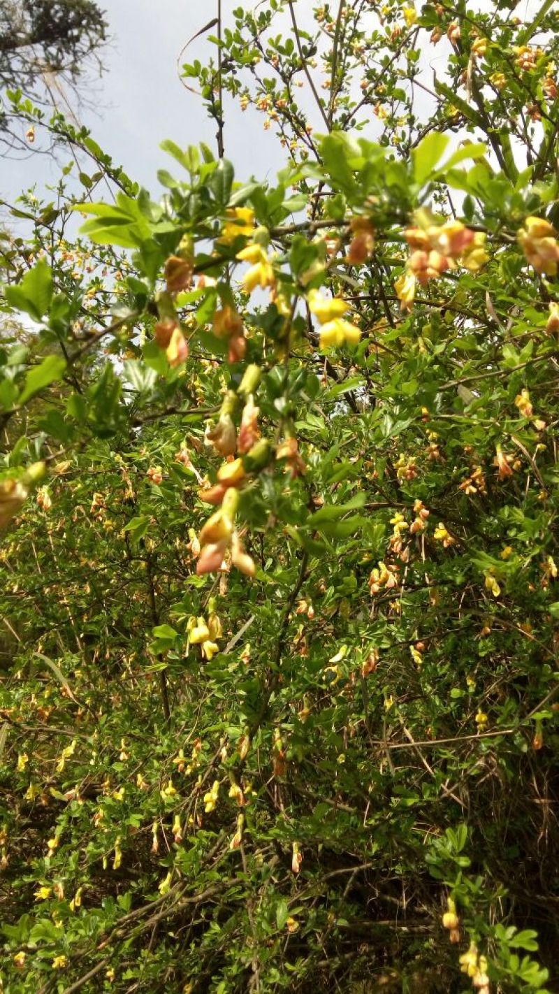 野生藤茶