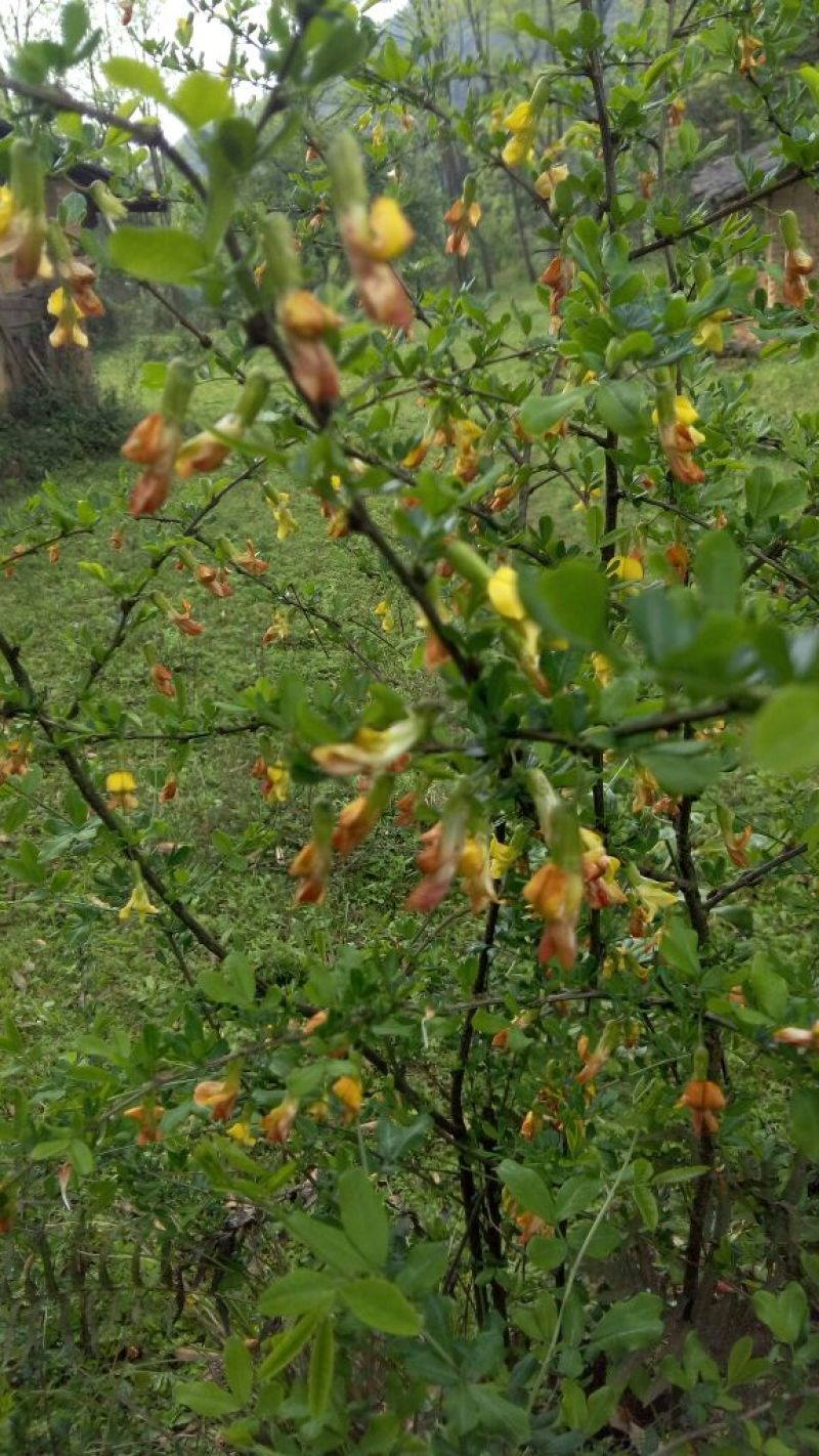 野生藤茶