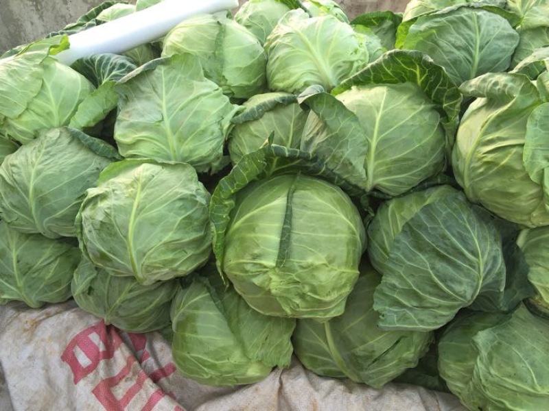 精品甘蓝包菜