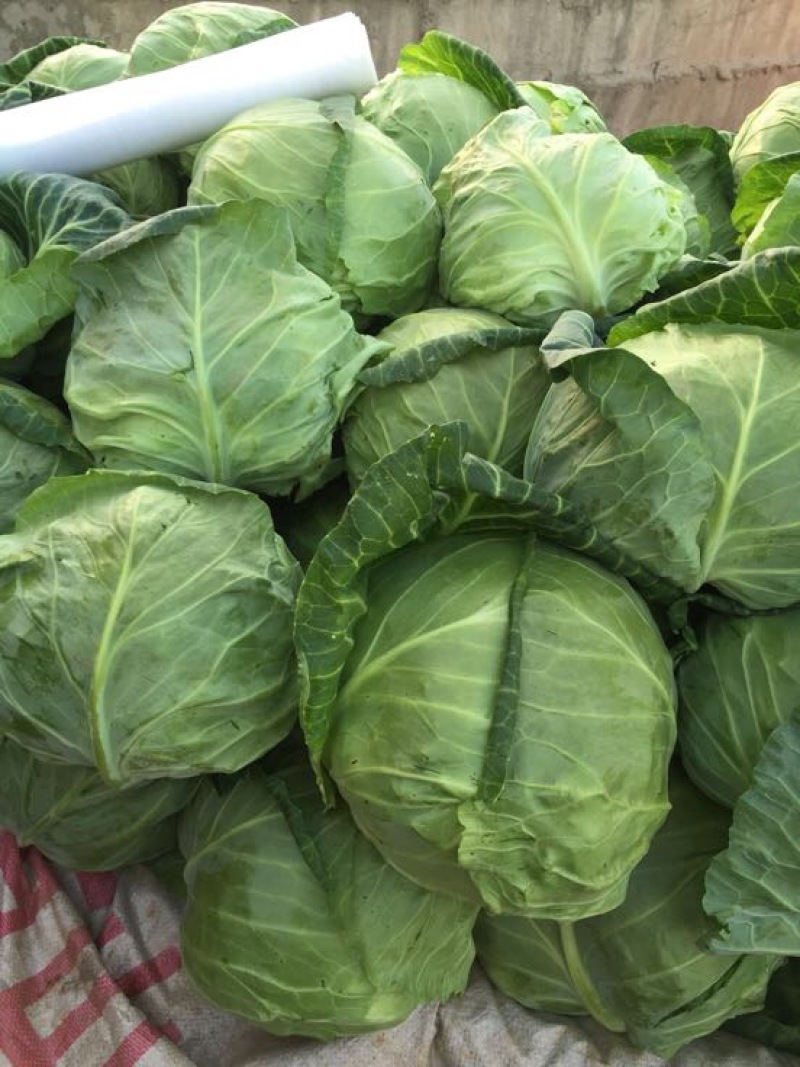 精品甘蓝包菜