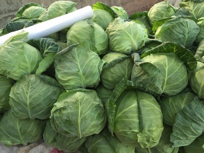 精品甘蓝包菜