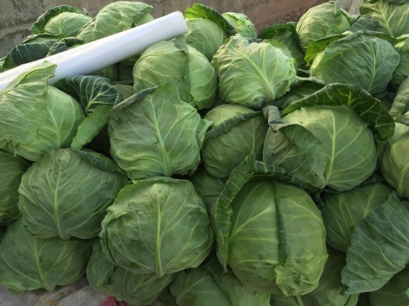 精品甘蓝包菜