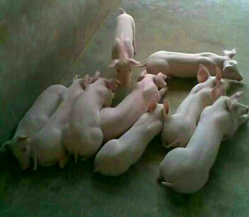 长白仔猪产地价格行情20~30斤品种好涨性好瘦肉型