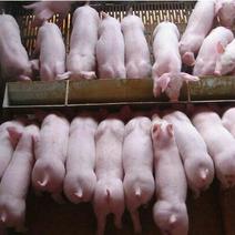 长白仔猪产地价格行情20~30斤品种好涨性好瘦肉型