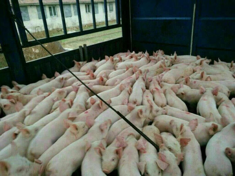 长白仔猪产地价格行情20~30斤品种好涨性好瘦肉型