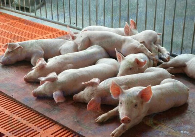 长白仔猪产地价格行情20~30斤品种好涨性好瘦肉型