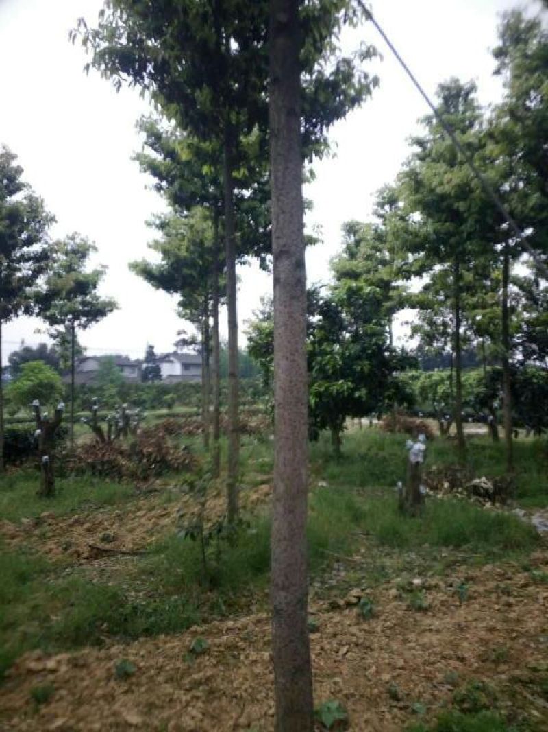 金丝楠4~5m