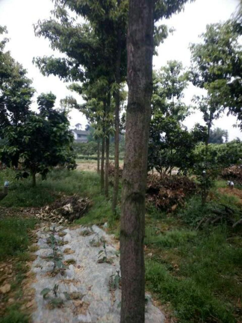 金丝楠4~5m