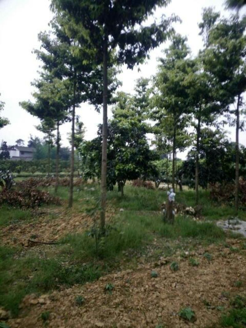 金丝楠4~5m