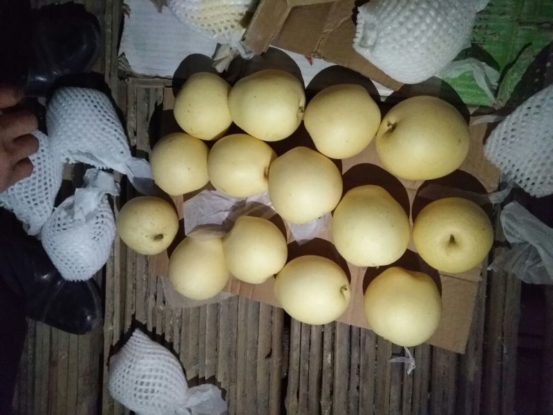 冷库皇冠梨，销售难，助农销售，特价销售，低价处理