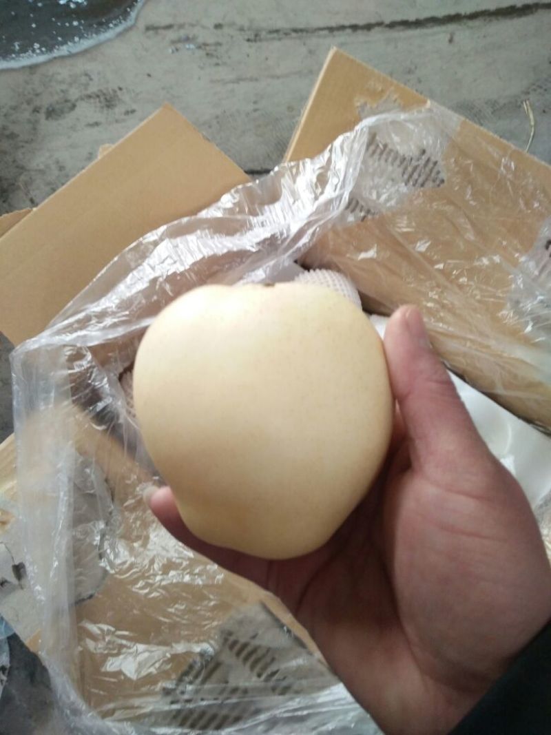冷库皇冠梨，销售难，助农销售，特价销售，低价处理