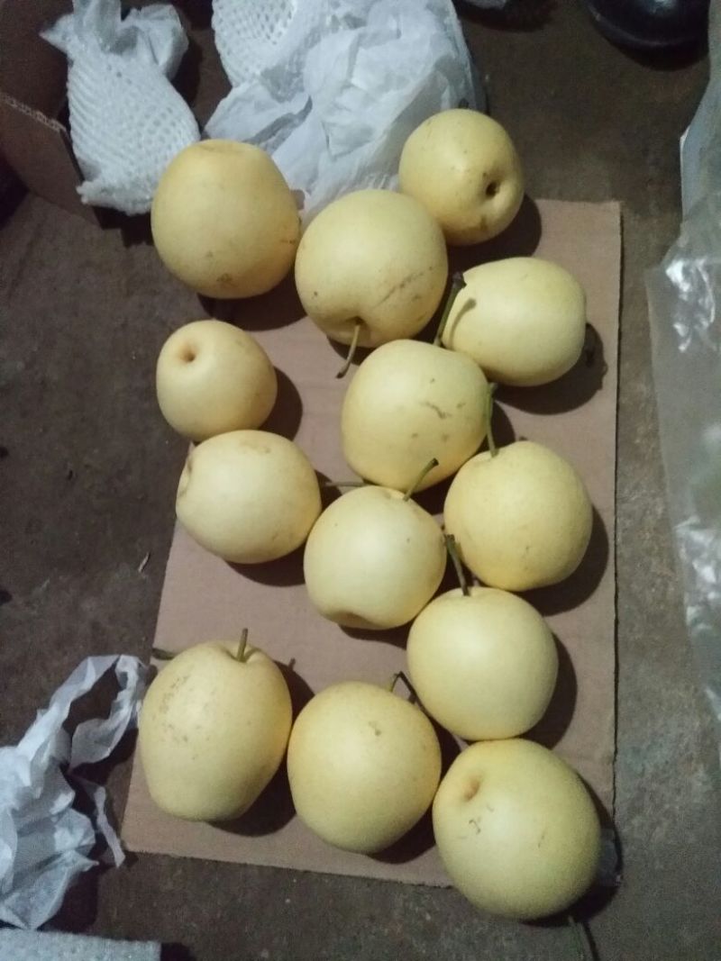 冷库皇冠梨，销售难，助农销售，特价销售，低价处理