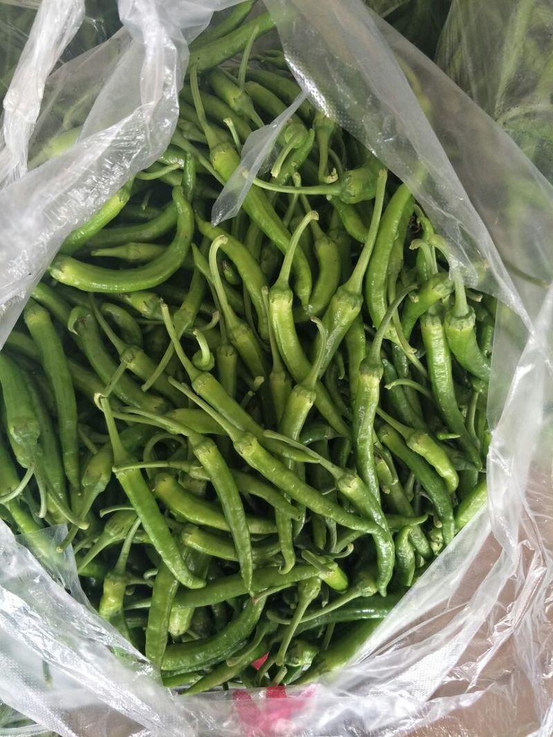 线椒15~20厘米特辣青