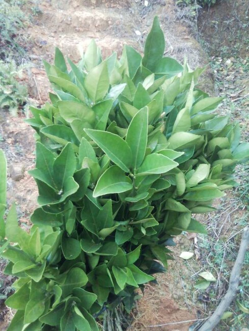 江西赣南纯正纽荷尔脐橙苗30~50cm