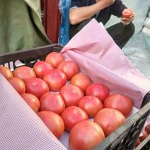 硬粉西红柿硬粉弧二以上河北永年农产品批发市场