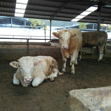夏洛莱牛犊100~200kg