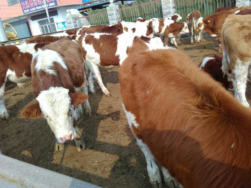 夏洛莱牛犊100~200kg