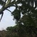 西贡香蕉苗粉蕉苗威廉斯B6大苗生长快速