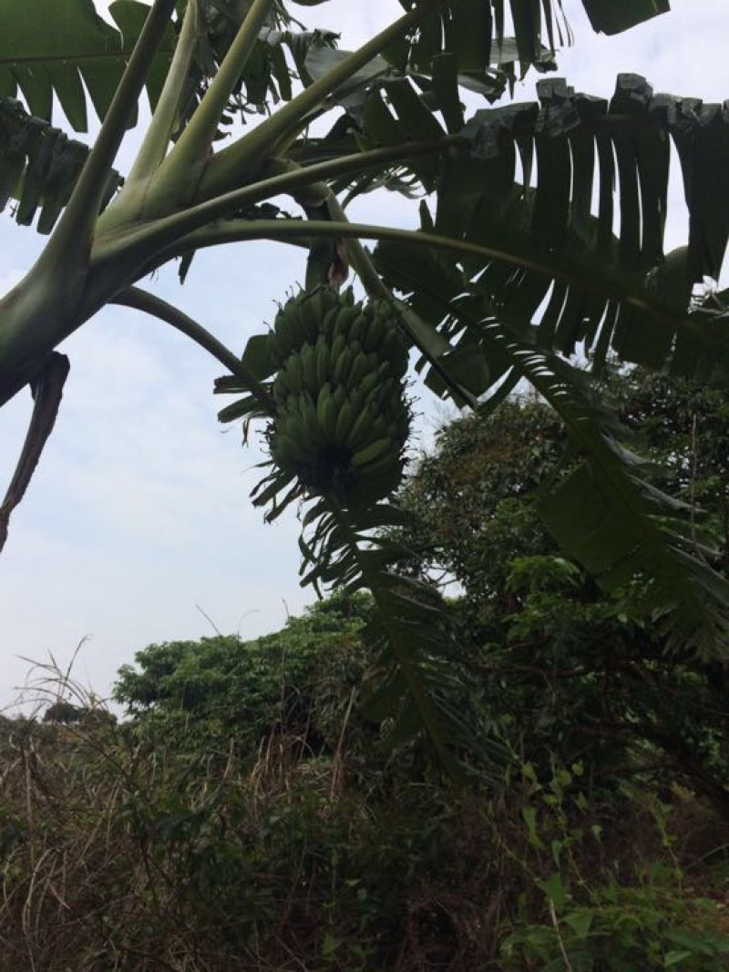 西贡香蕉苗粉蕉苗威廉斯B6大苗生长快速