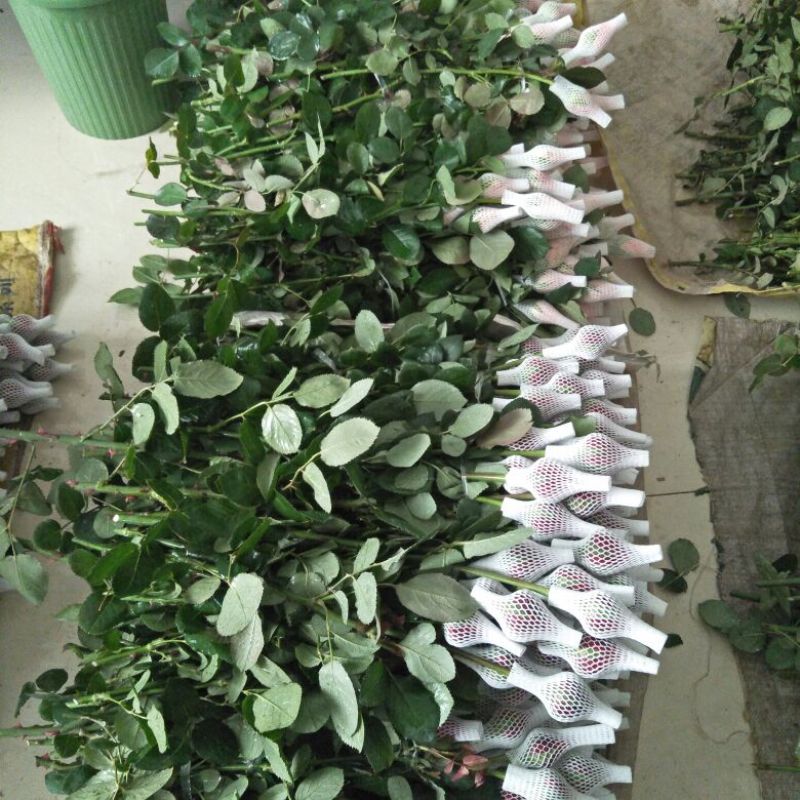 玫瑰鲜切花20朵