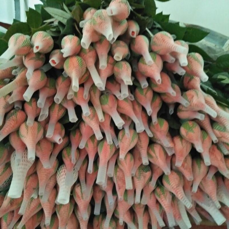 玫瑰鲜切花20朵