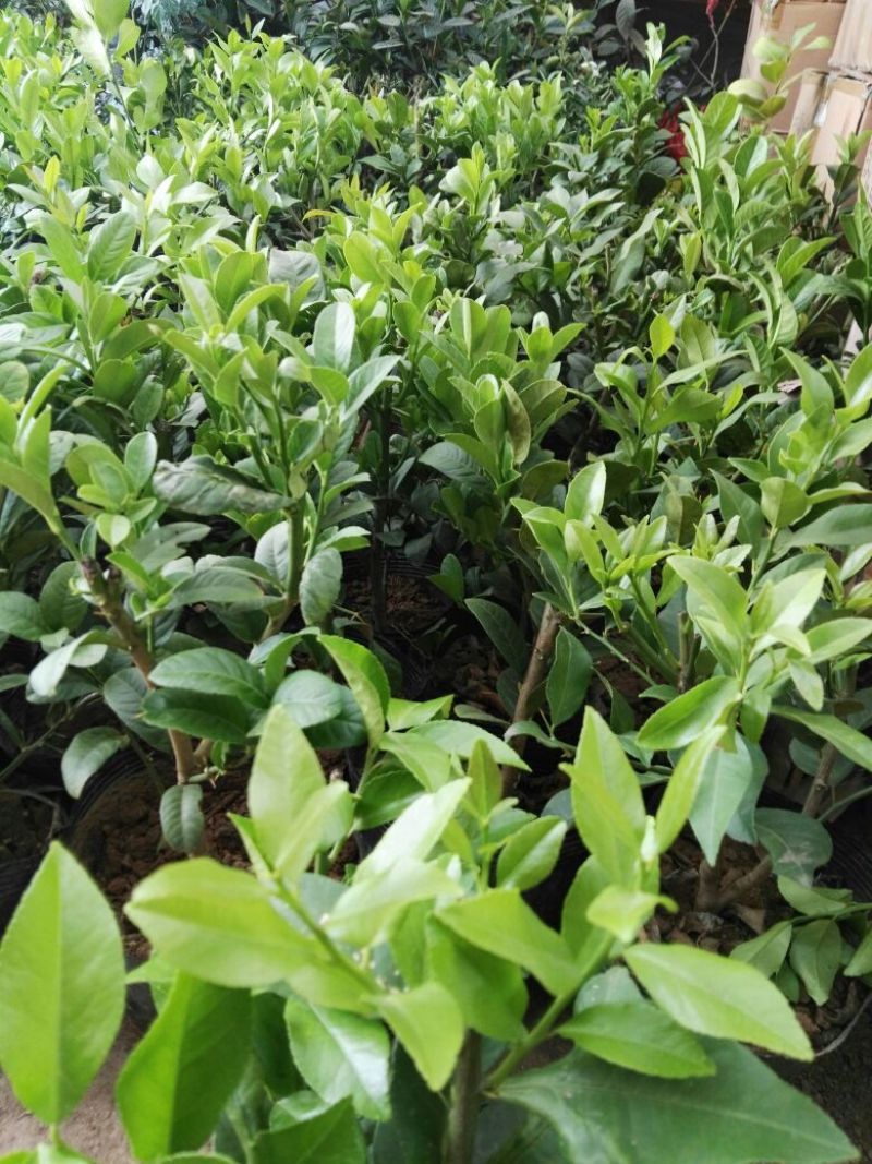 香水柠檬树苗50~80cm