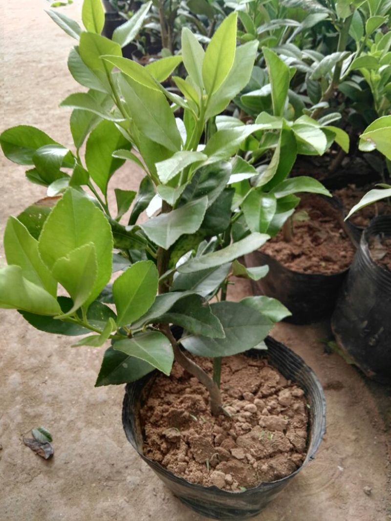 香水柠檬树苗50~80cm