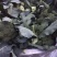 优秀西兰花