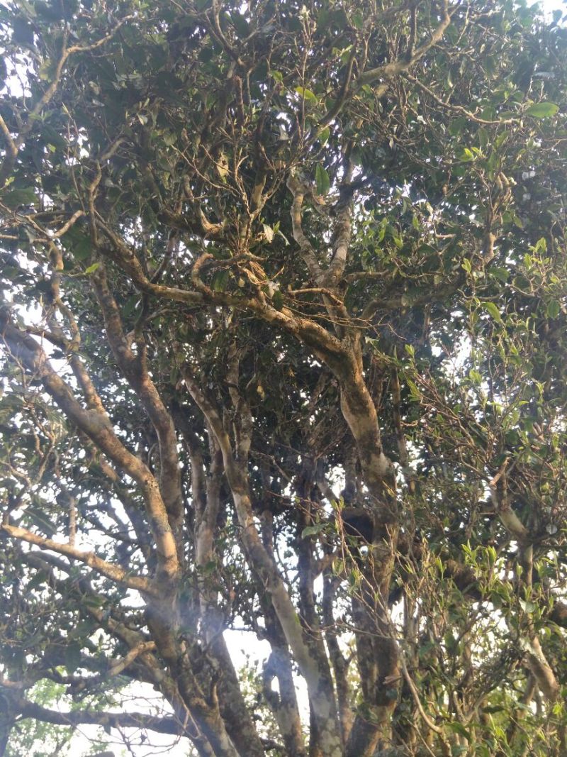 百年大树茶特级