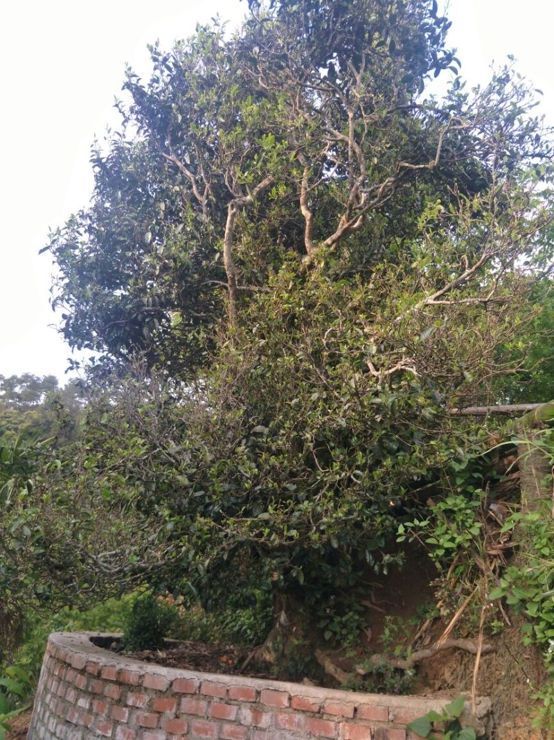 百年大树茶特级