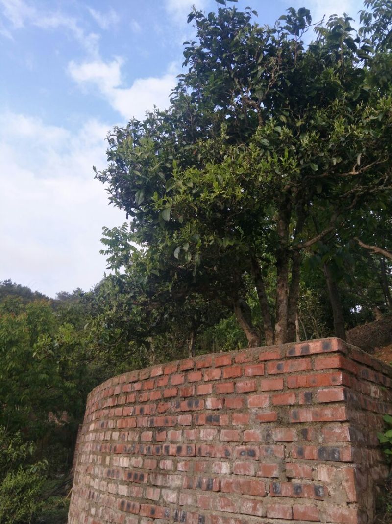 百年大树茶特级