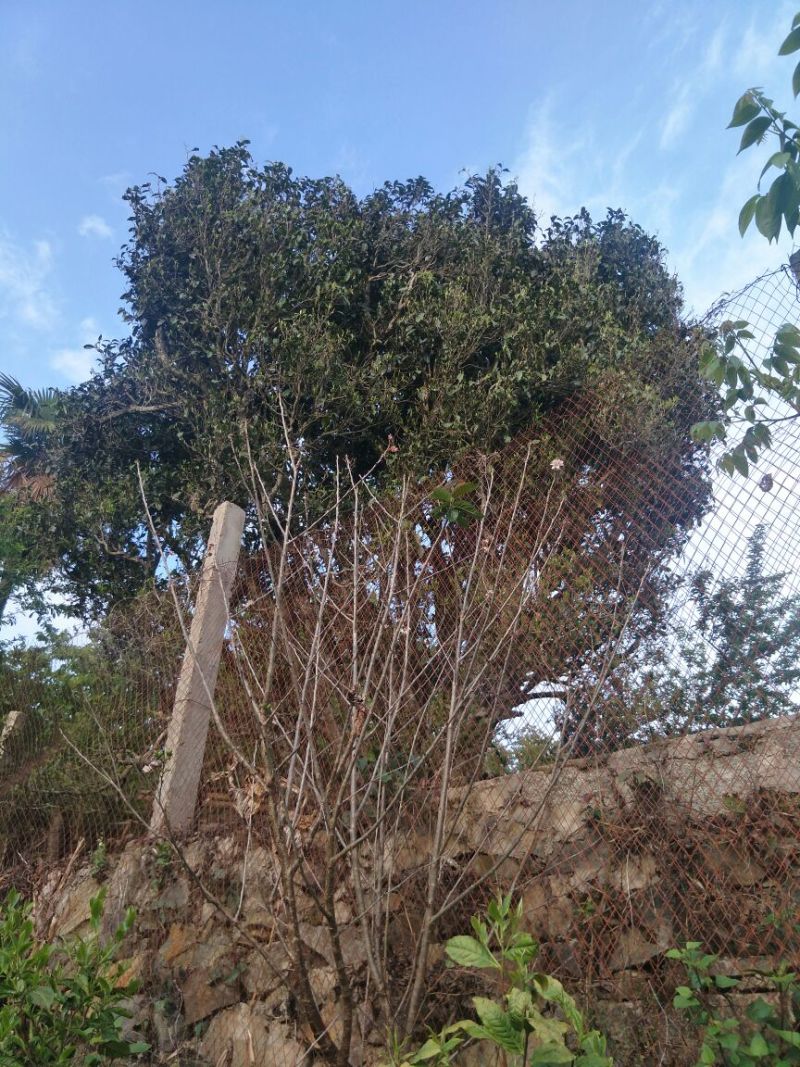 百年大树茶特级