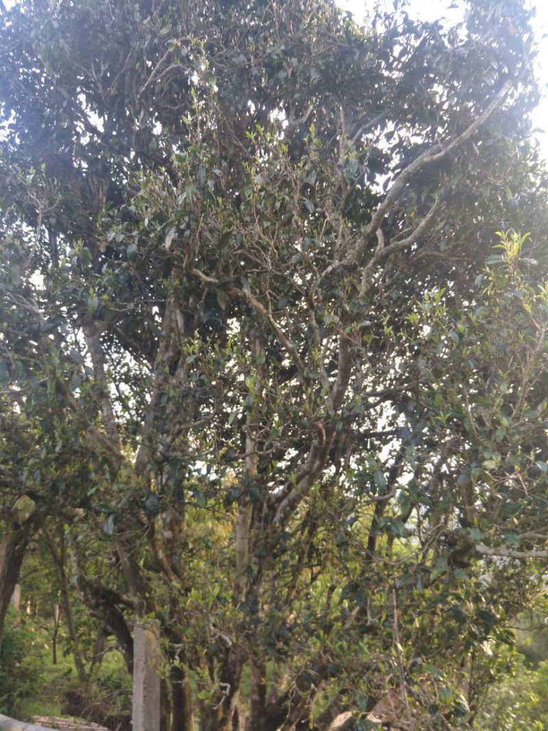 百年大树茶特级