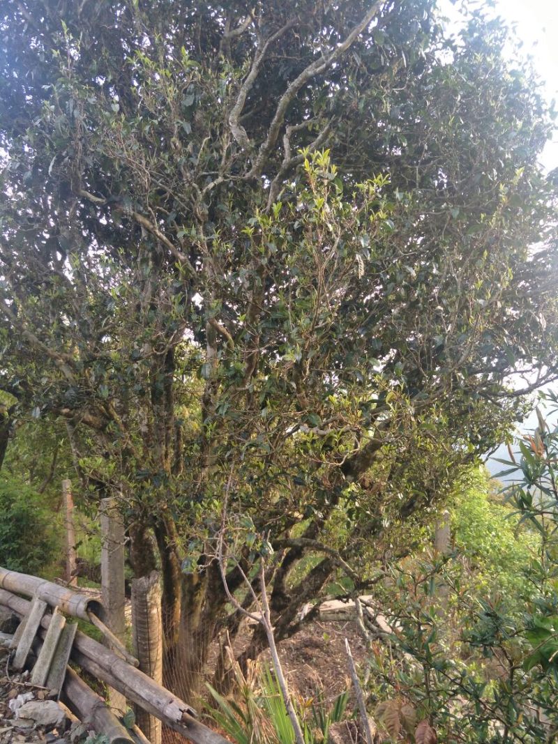 百年大树茶特级