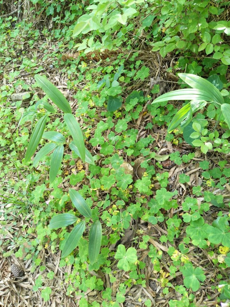 黄精选个
