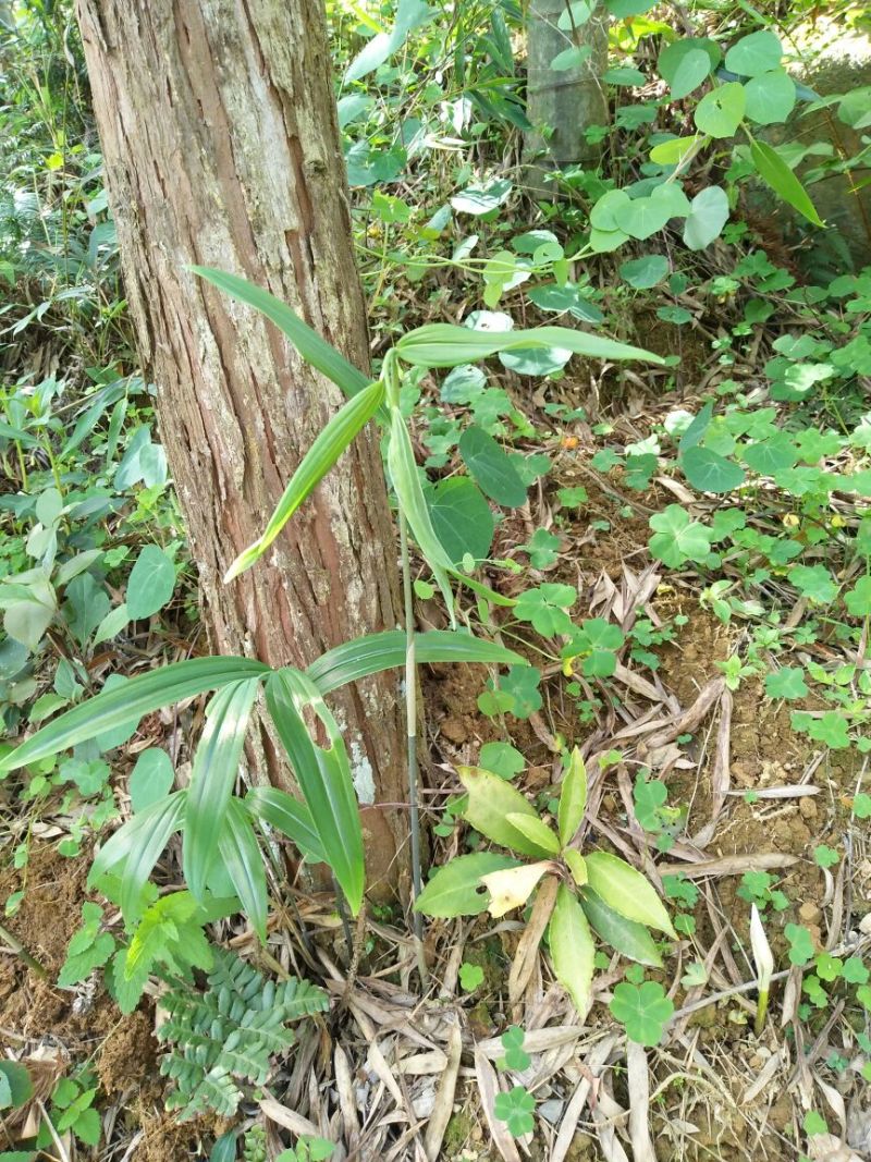 黄精选个