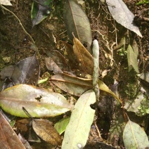 冬虫夏草【促销30棵起包邮】