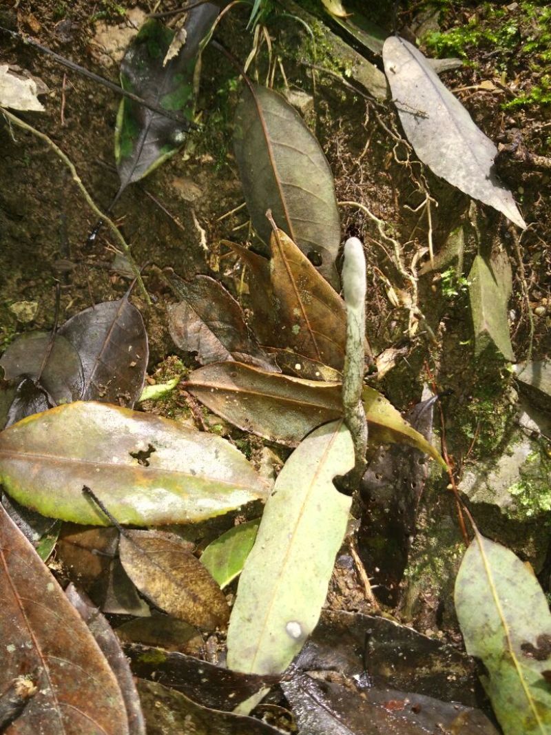 冬虫夏草【促销30棵起包邮】